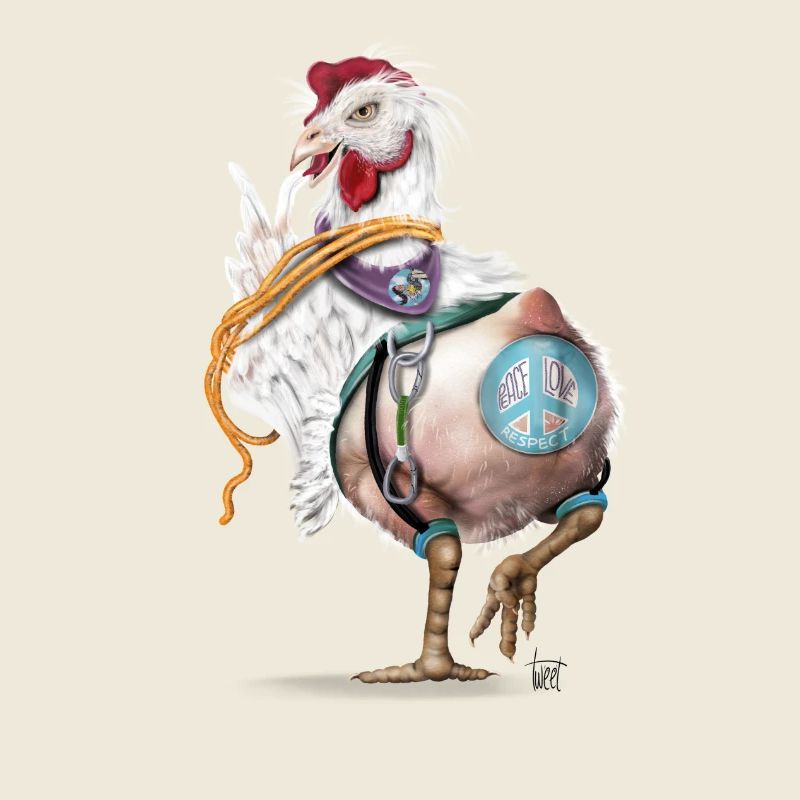 Crazy chicken