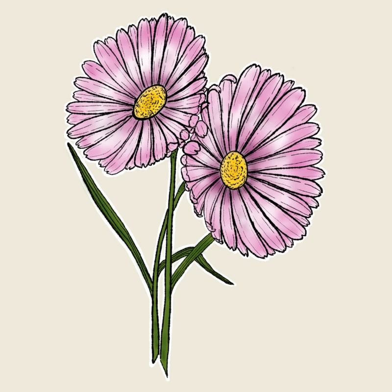 Daisy