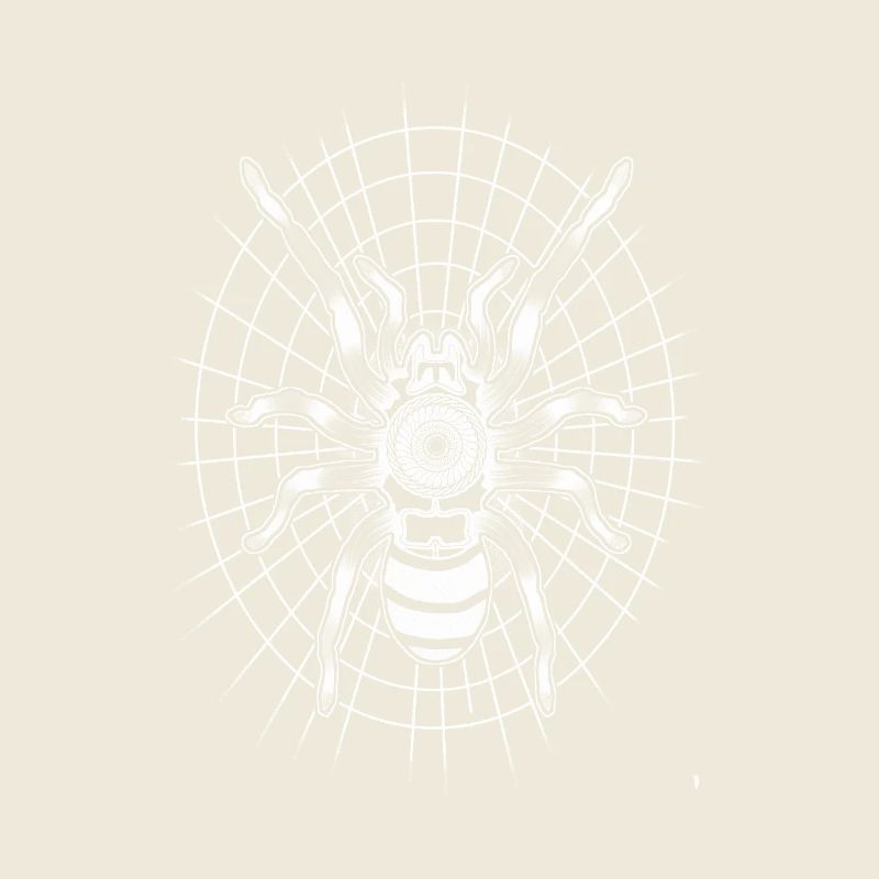 Spider on a round spider web