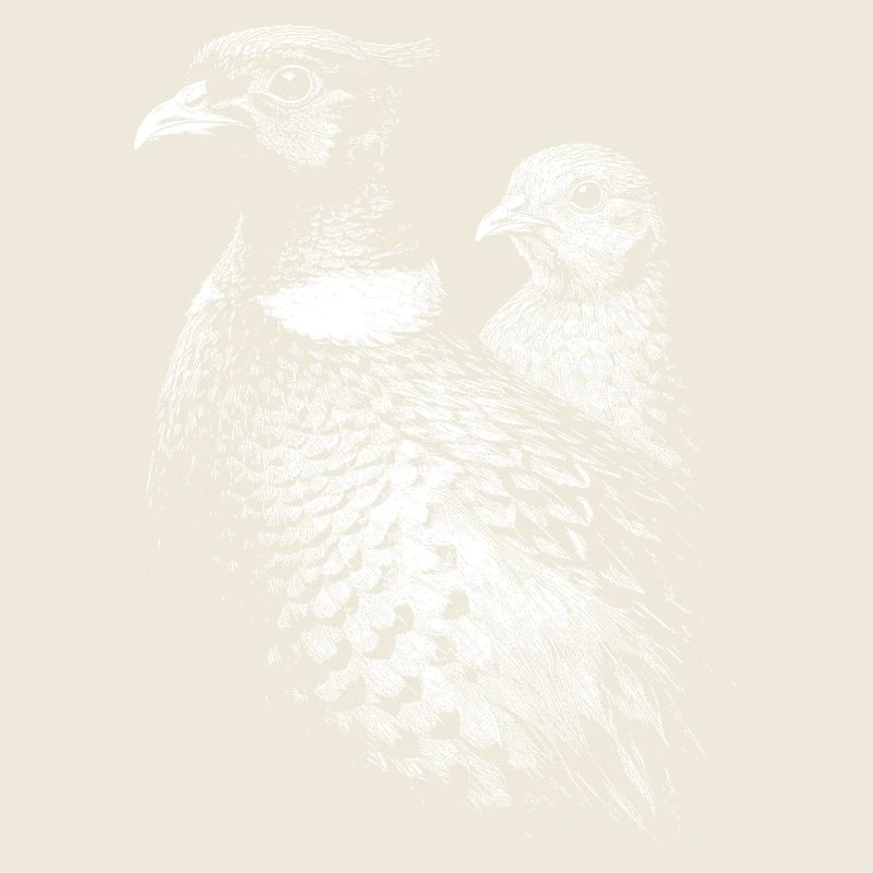 Pheasant and hen