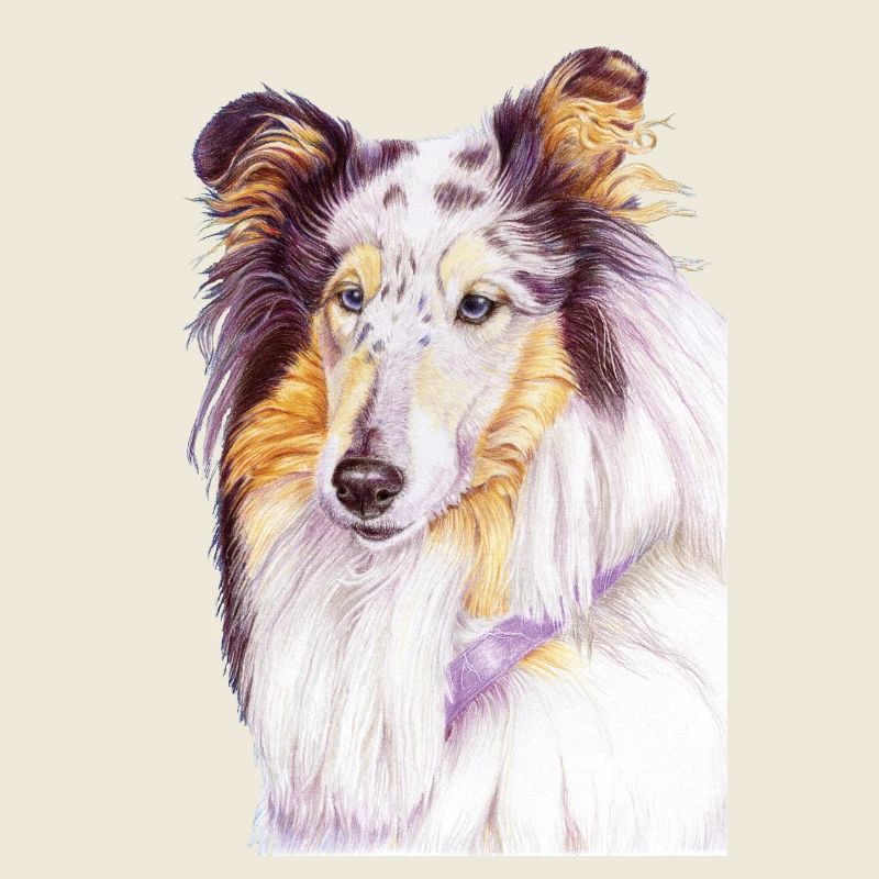 Collie Bluemerle