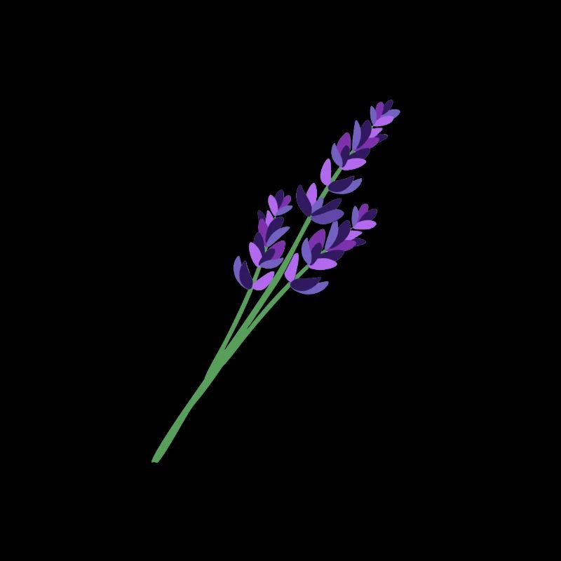Lavendel 1
