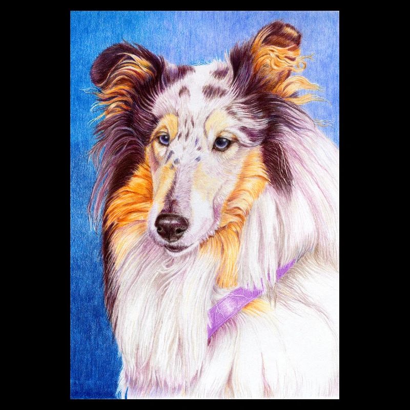 Collie BlueMerle autocollant