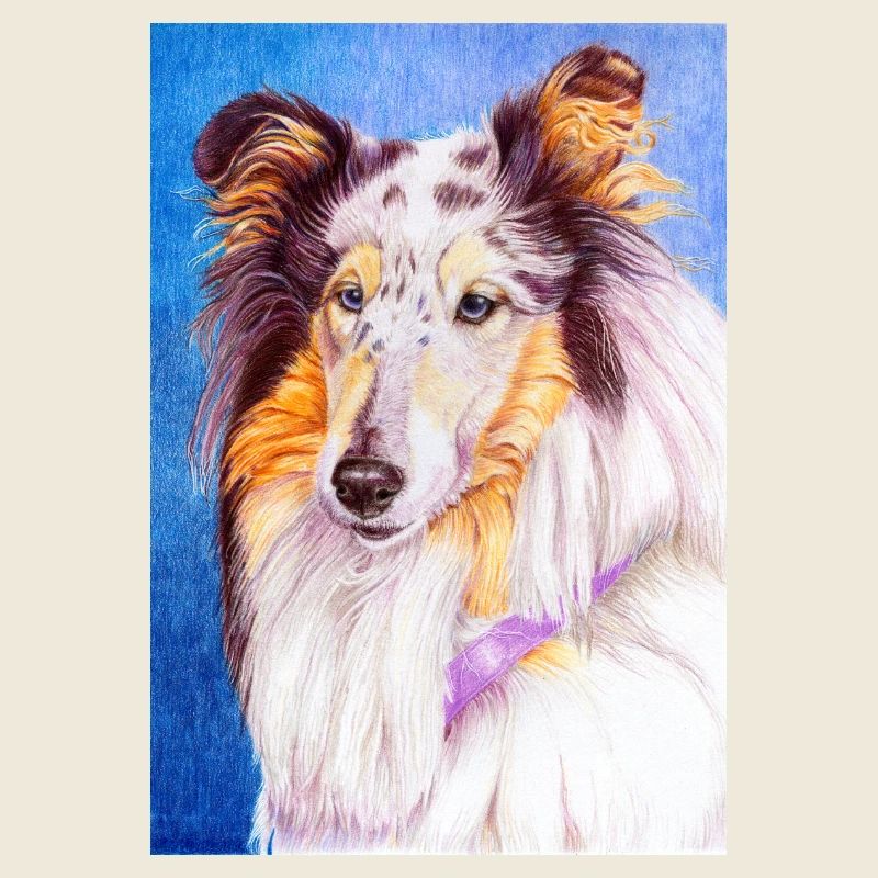 Collie blueMerle Aufkleber