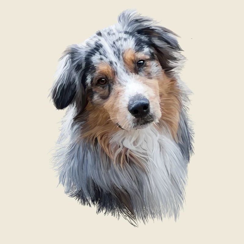 Australian Shepherd