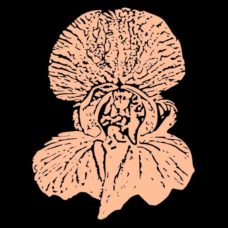 fleur, fleur pastel, fleurs pastel, orchidée