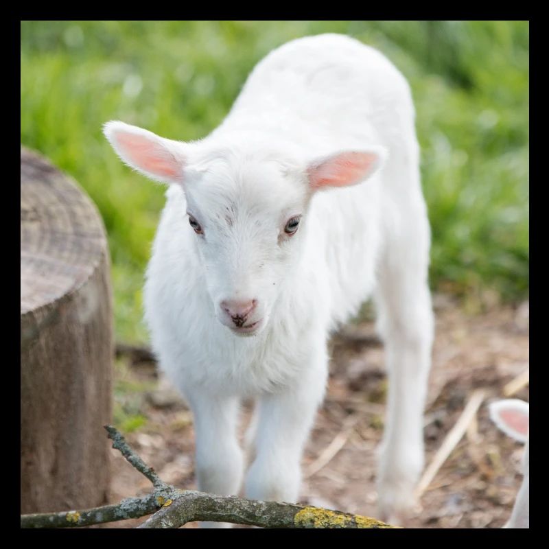 Lämmchen (Ovis) Lamm