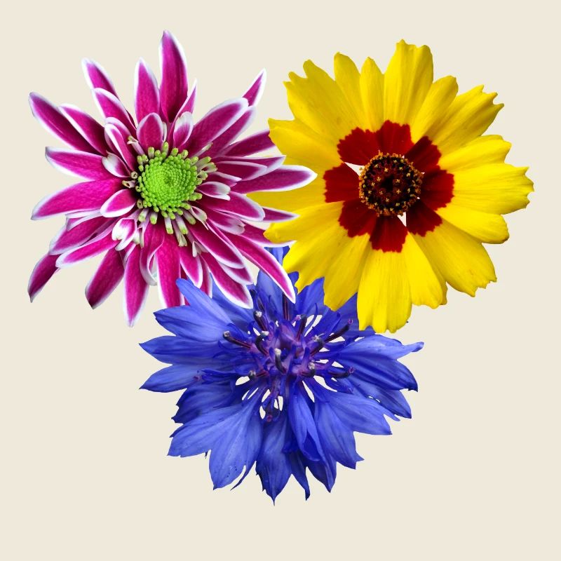 Fleurs, floraison, pétales, fleuri, fleur, floral