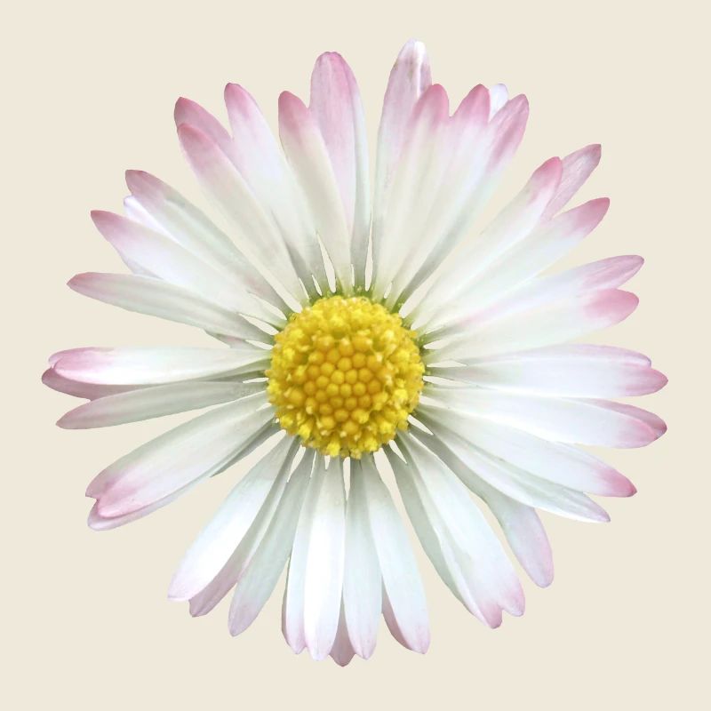 Gänseblümchen Margeriten Blume, Blüte, blumig