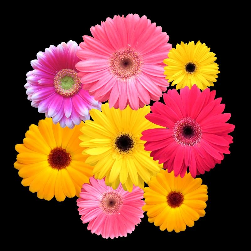 Gerbera Blume bunt blühende Gerberas Blüten floral