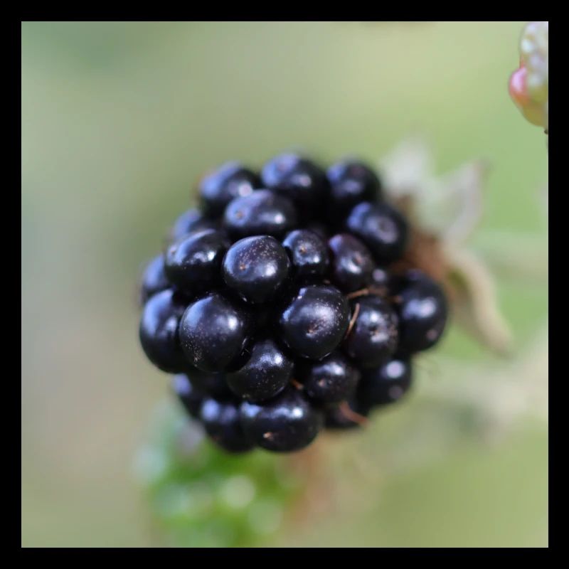 Mûre Mûre Baies Fruits