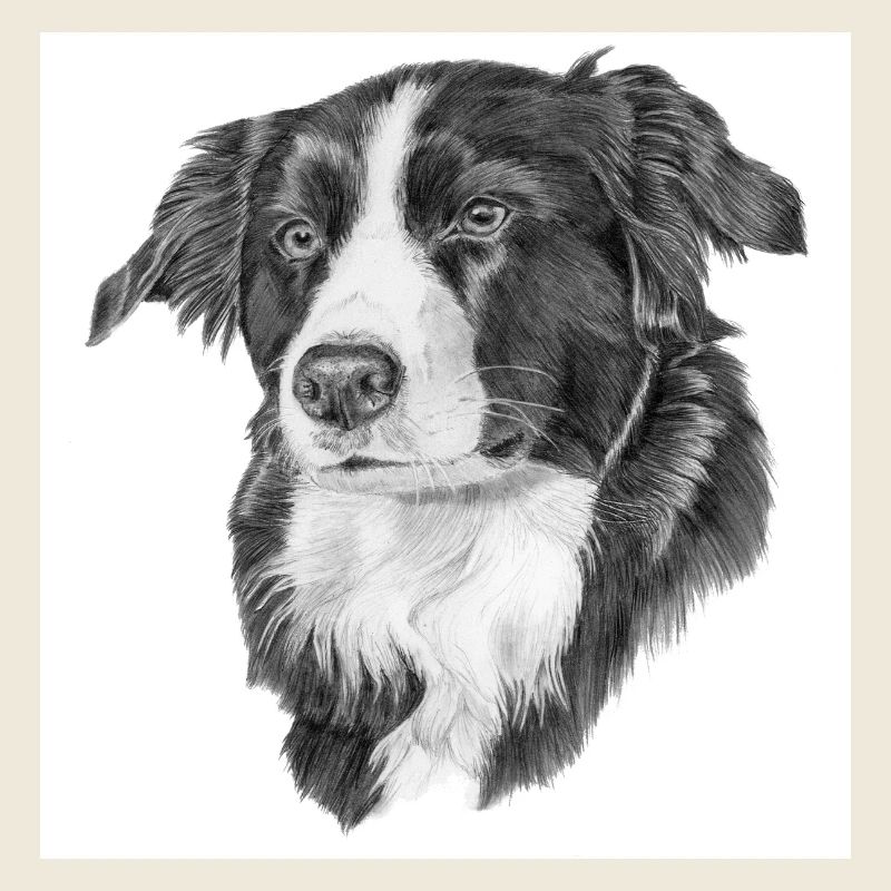 Border Collie Sticker
