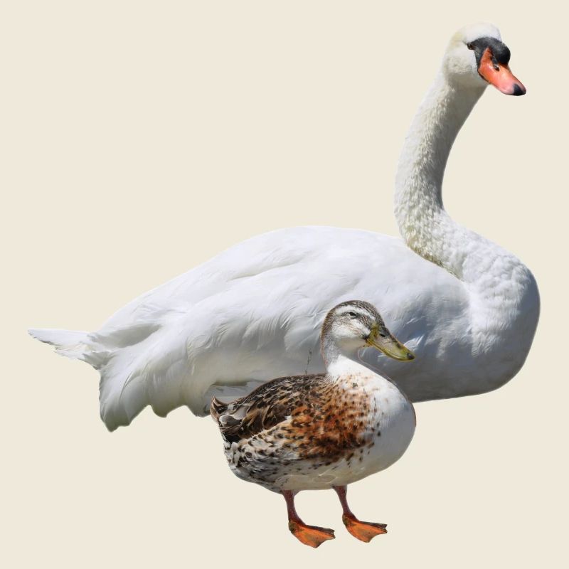 Schwan
