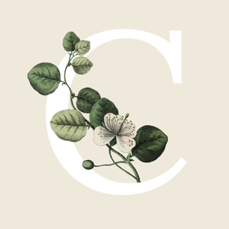 lettre c botanique vert