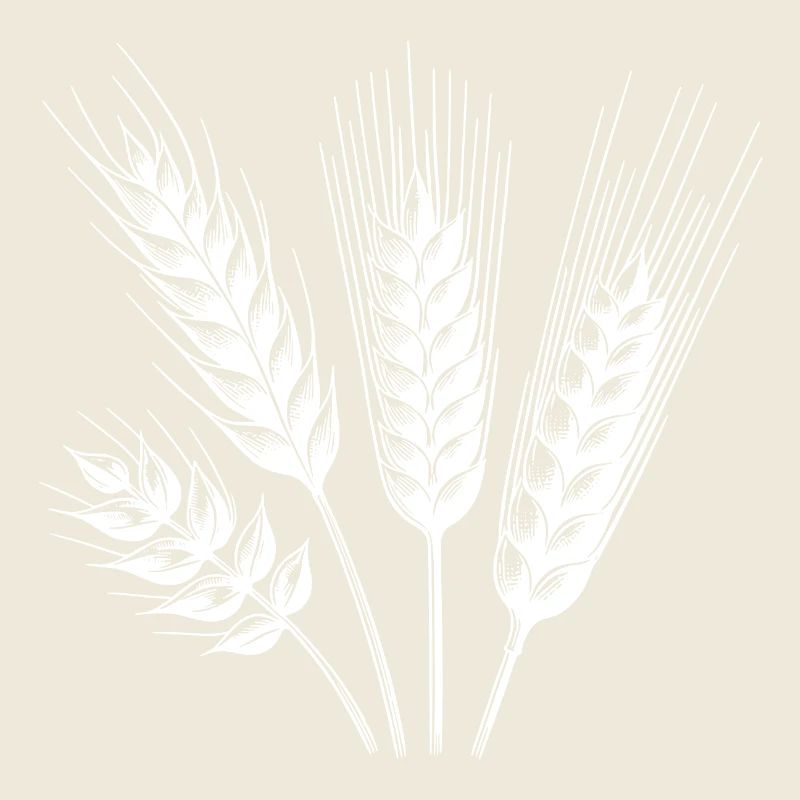 Different types of grain ears