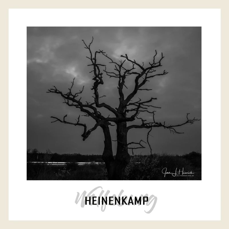 Wolfsburger Baum im Heinenkamp