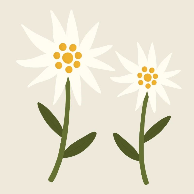 edelweiss flowers