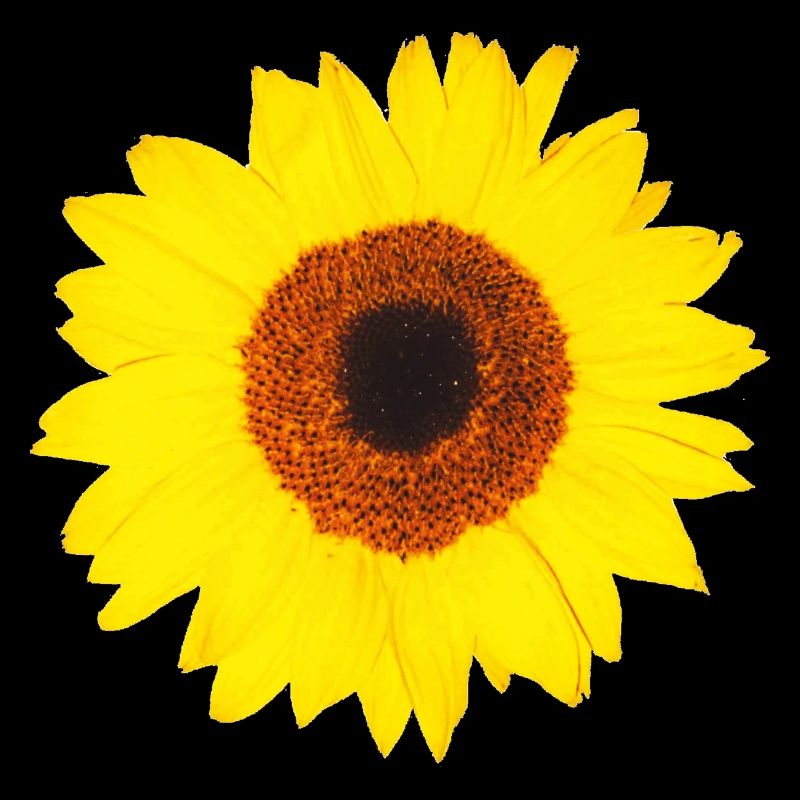 Sonnenblume