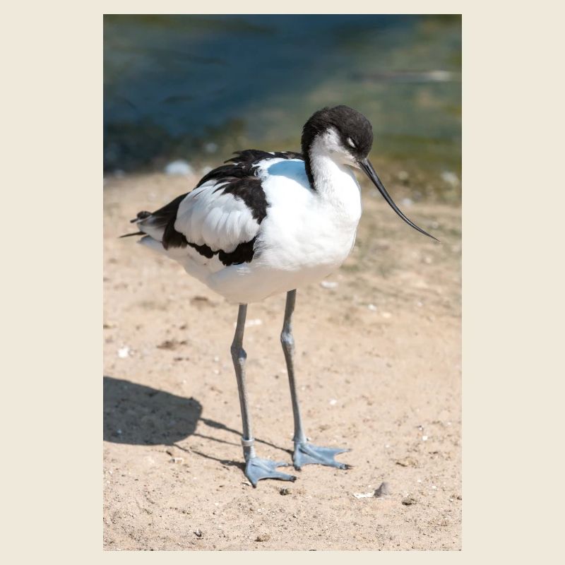 Avocette (Avocette, Recurvirostra avosetta)