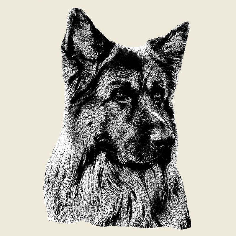 Schäferhund Deutscher Schäferhund German Shepherd