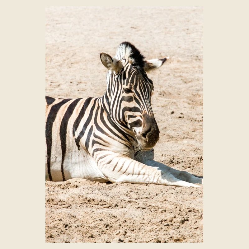 Zebra (auf Deutsch Zebra oder Zebras) Hippotigris