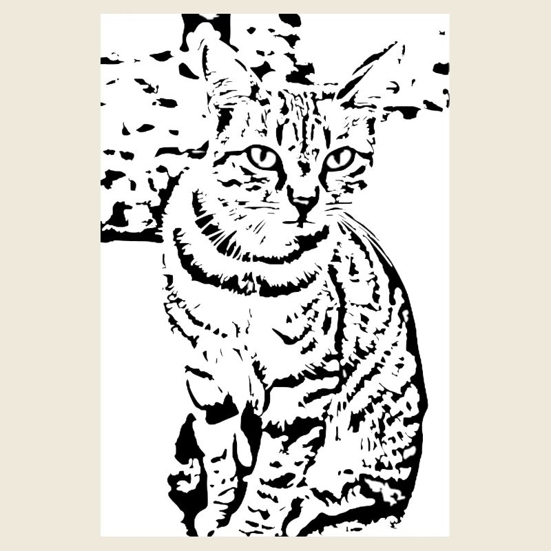Cat black and white