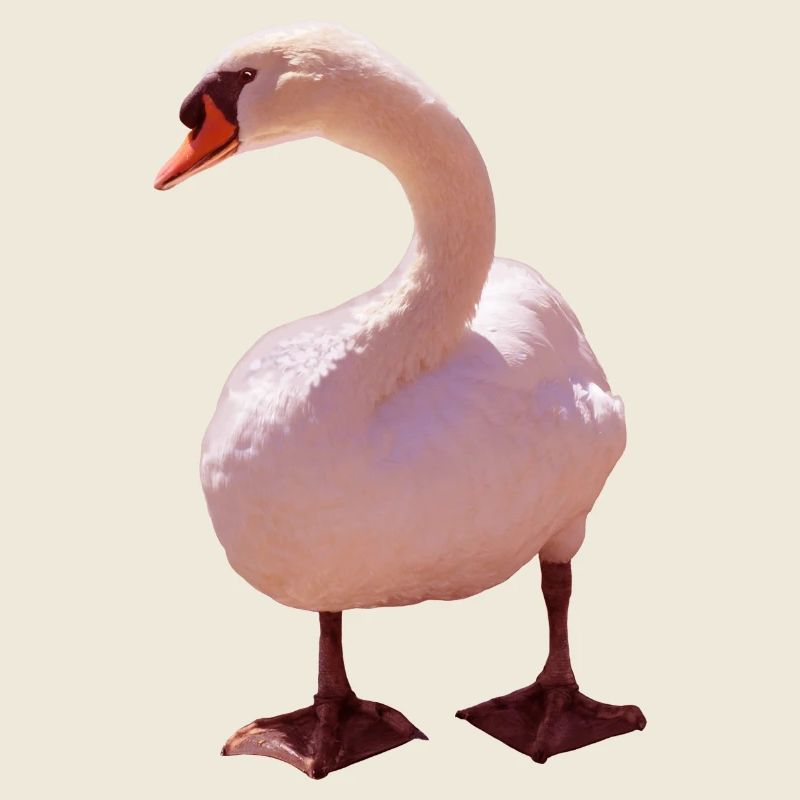 Cygne