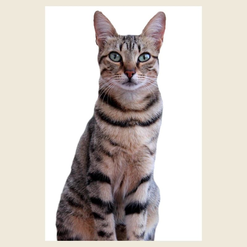 Cat Kitten