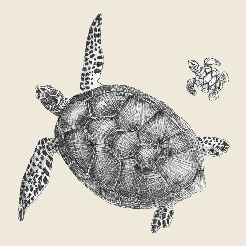 Tortues marines