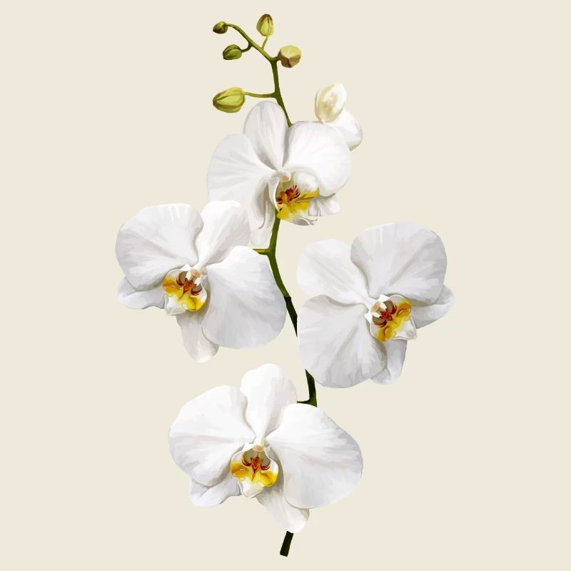 Orchideen