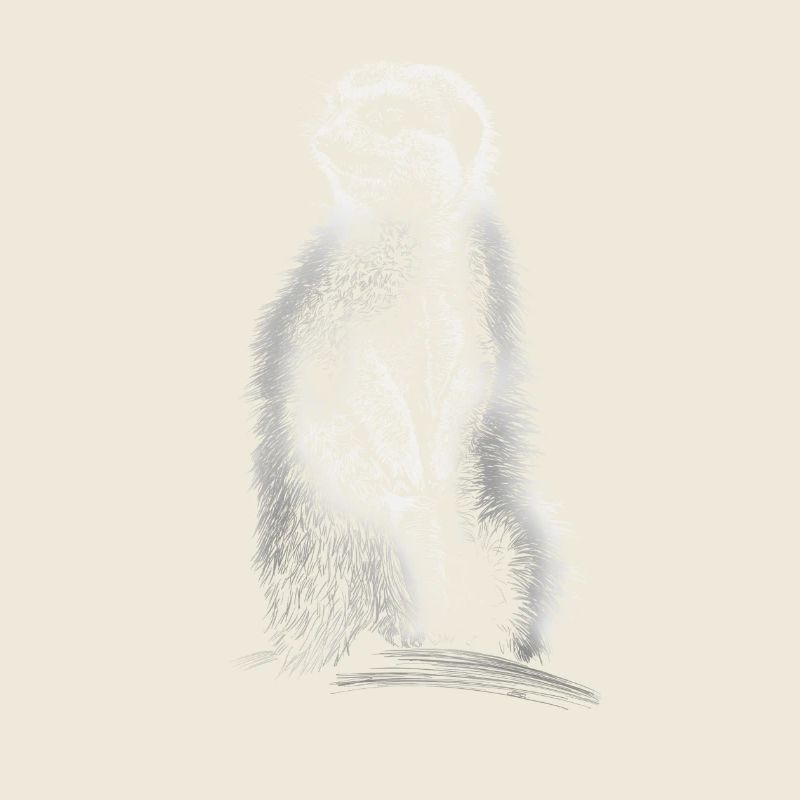 Erdmännchen
