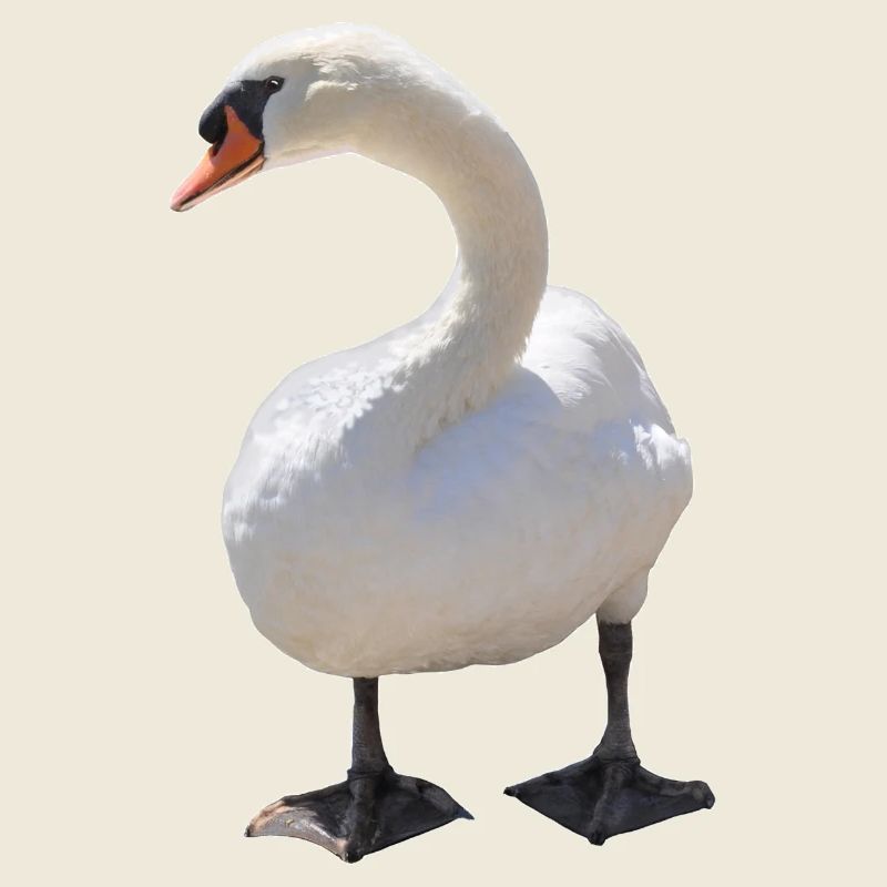 Cygne