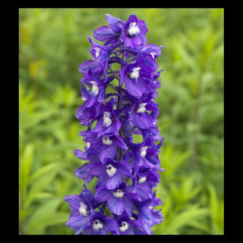 Virginal Blütenmeer im Garten