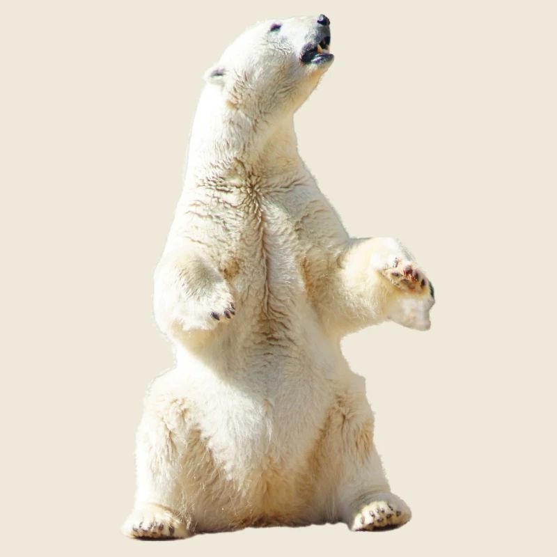 polar bear eisbaer nordpol north pole alaska6