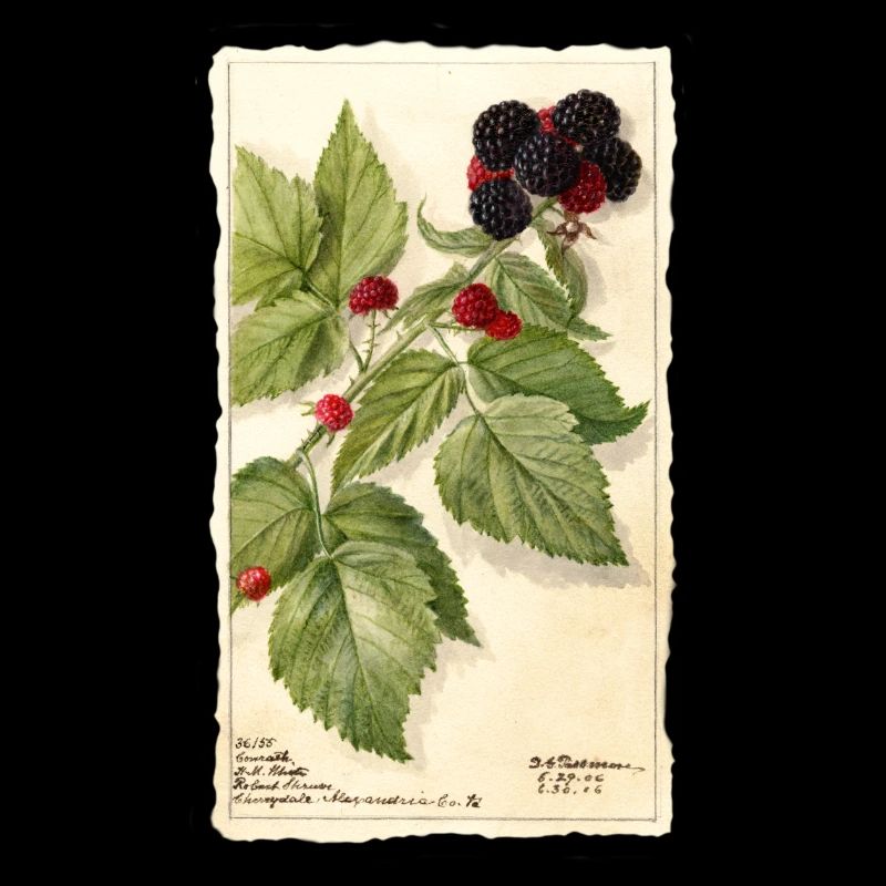 brombeeren garten rot beeren illustration vintage