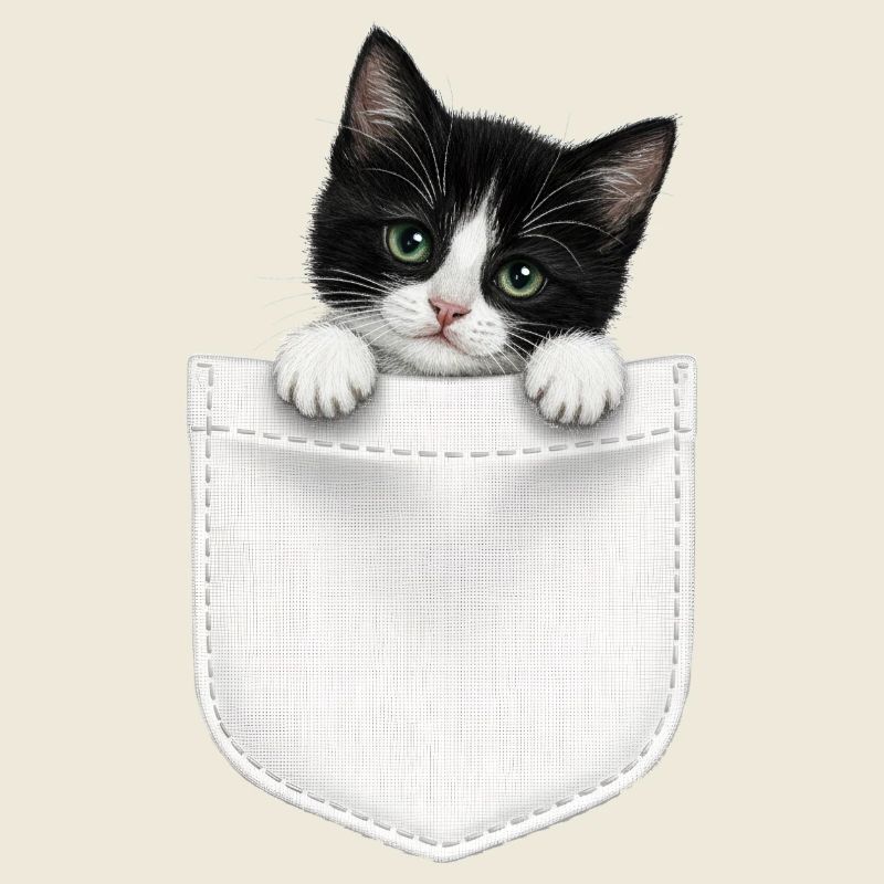 Cat Pocket peeks cute cat in the pocket