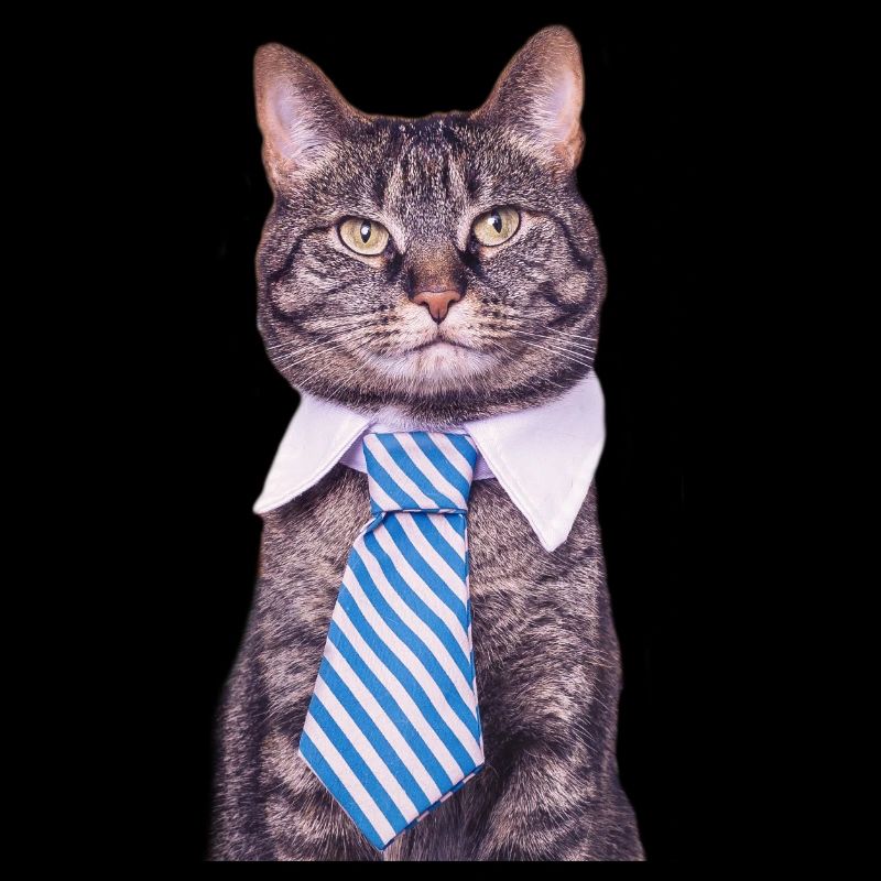 Office cat