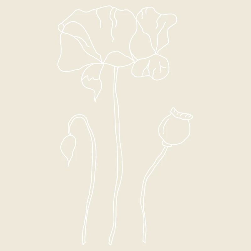 Corn poppy