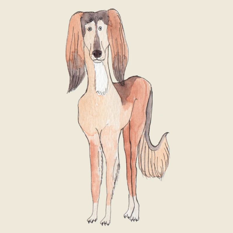 Saluki-Spaß