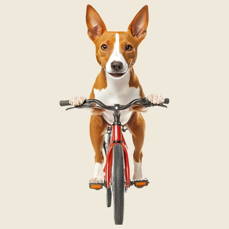 Basenji