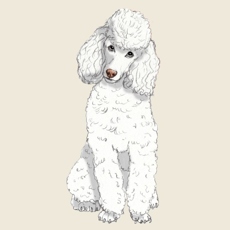 Caniche jouet blanc