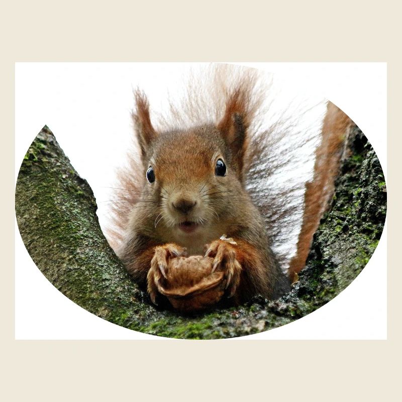 Eichhörnchen, Isibat