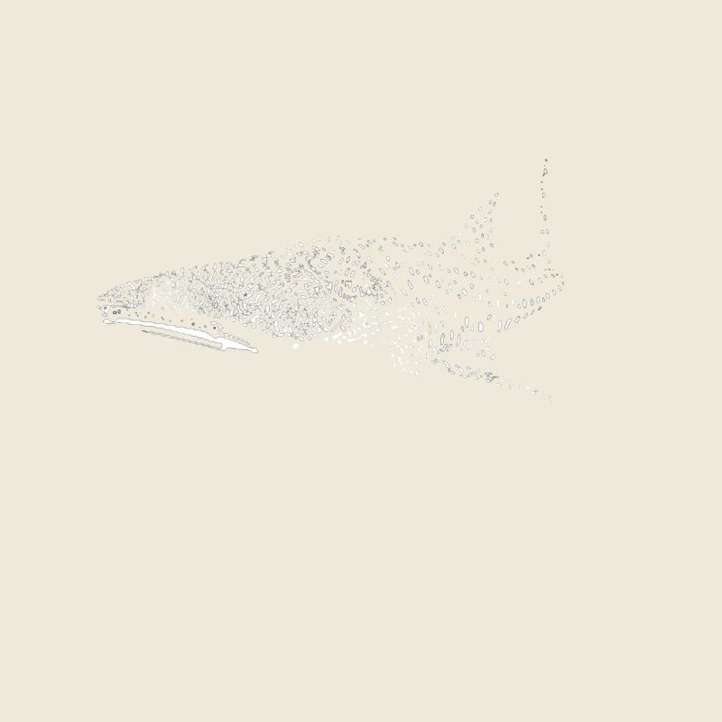 Requin-baleine