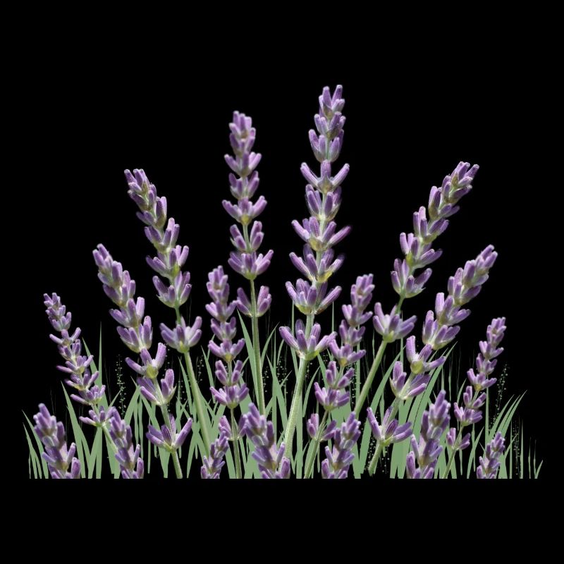 Lavender stalks Lavender