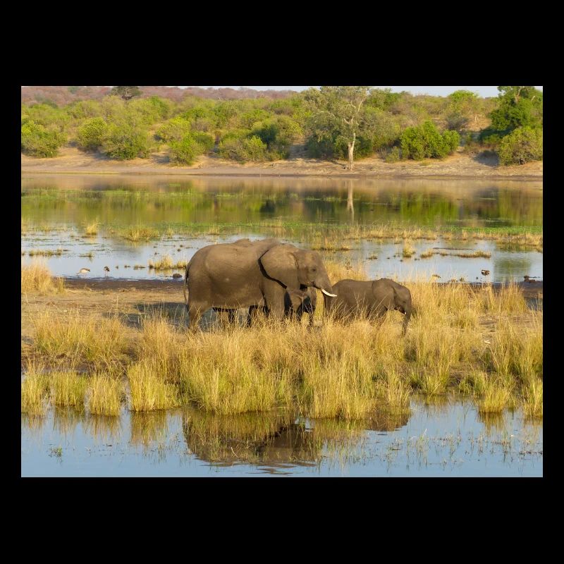 Elefanten am Wasser in Namibia Afrika
