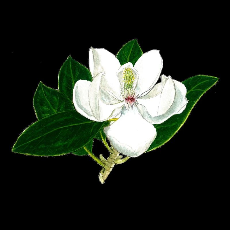 Magnolia