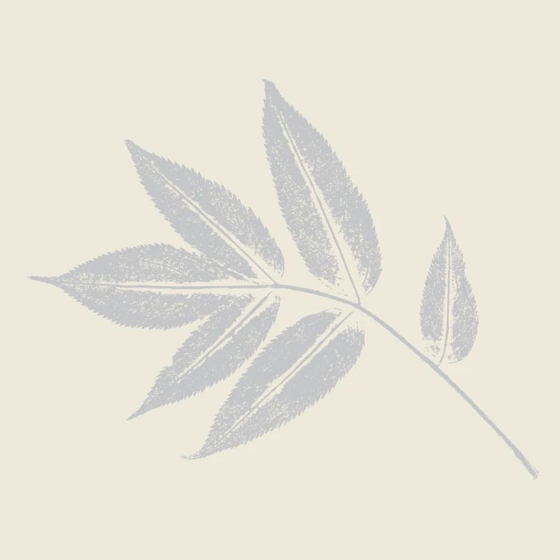 Leaf Ash - Nature & Forest Botanical