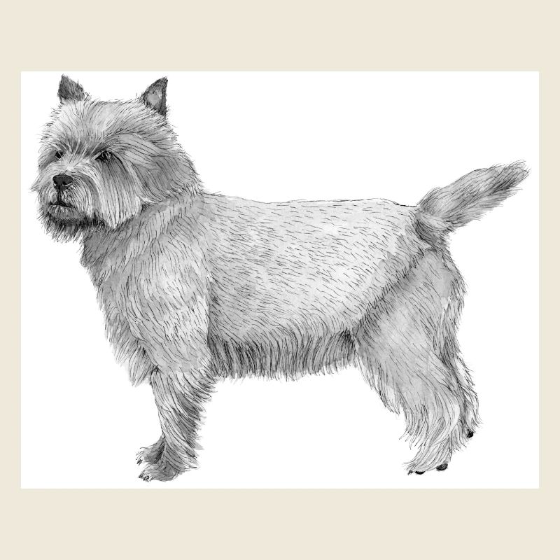 Autocollant Cairn terrier