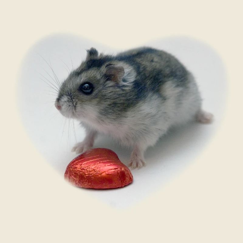 Hamster heart
