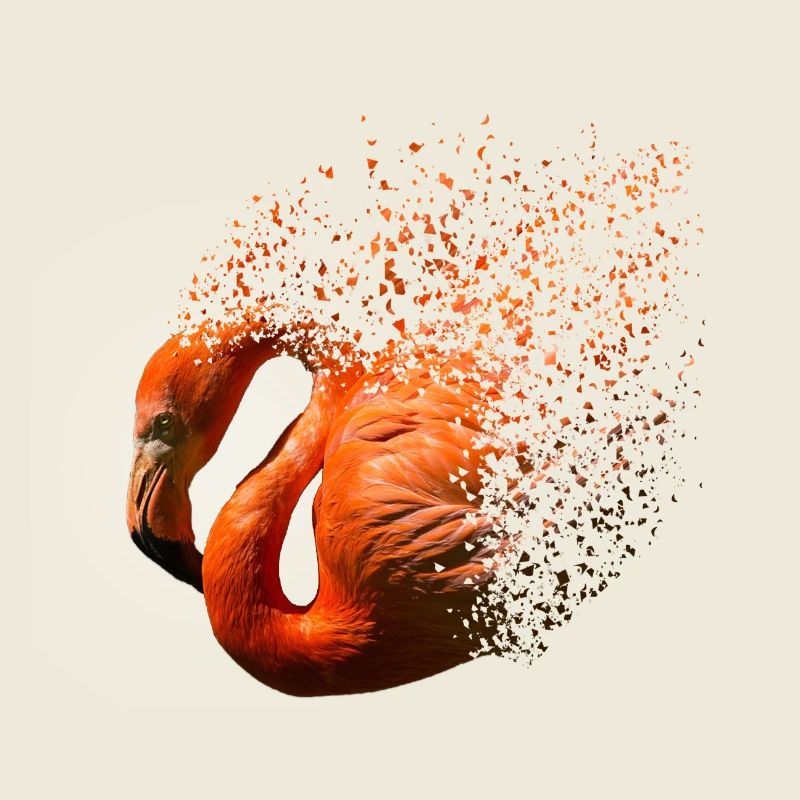 flamant